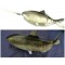Pesce pescato